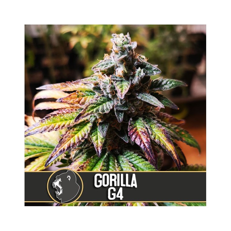 Gorilla G4 Blimburn-Samen