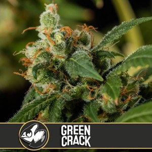Comprar Green Crack Blimburn Seeds