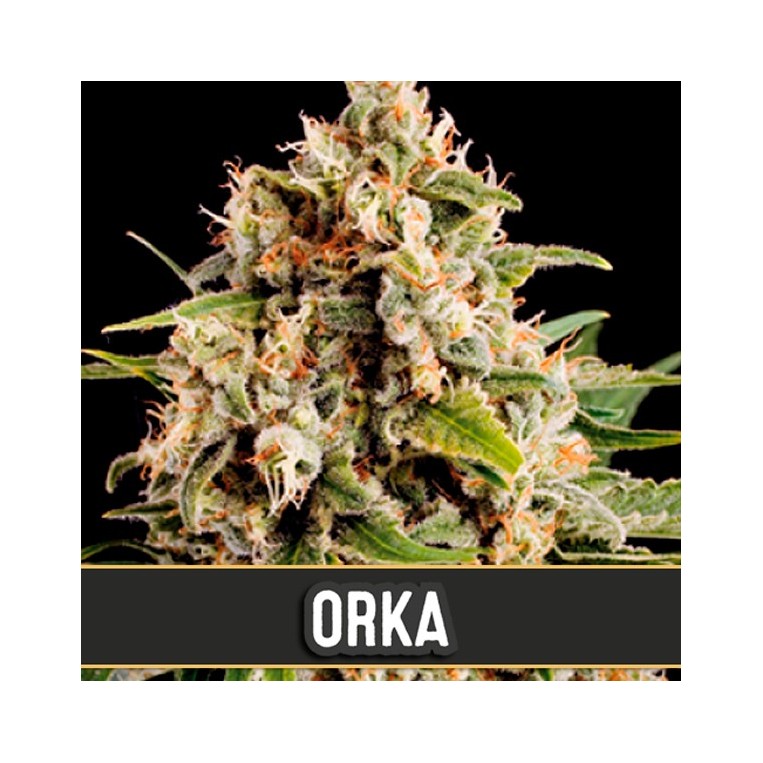 Orka