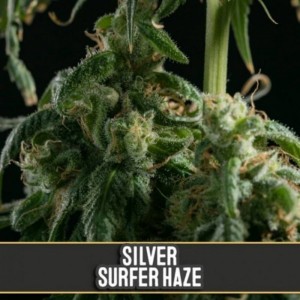 Comprar Silver Surfer Haze