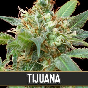 Comprar Tijuana