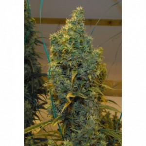 Comprar NL5 x Haze Regular Granel