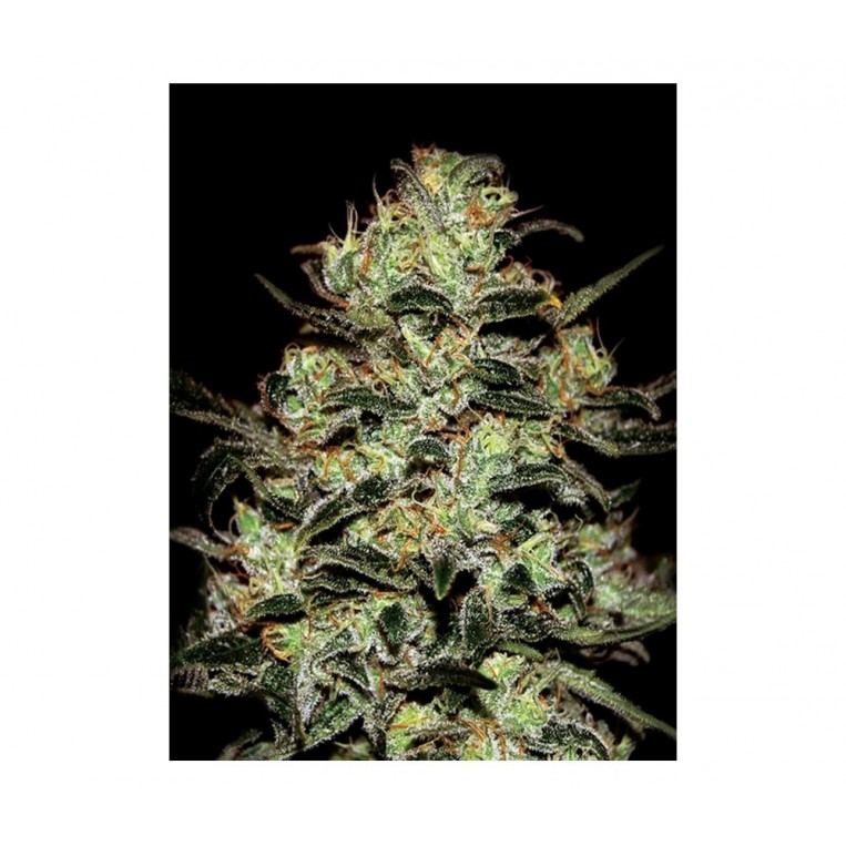 Moby Dick Green House Seeds