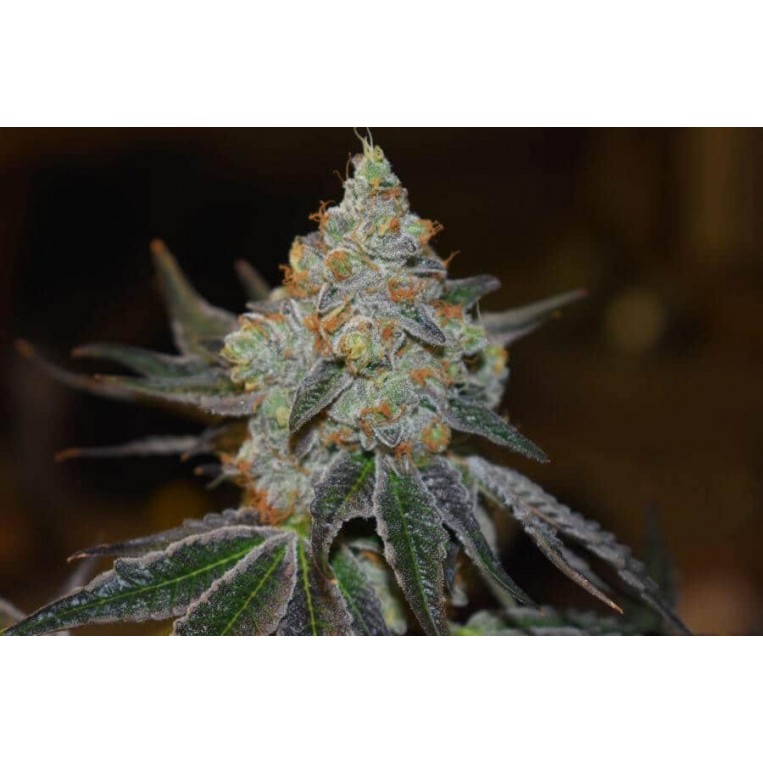 Afghan Skunk Expert Seeds