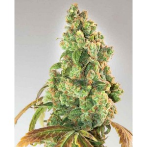 Comprar Krankenschwester Lilly CBD