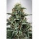 White Widow Ministry of Cannabis Seeds