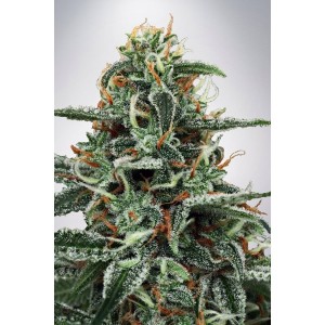 Comprar White Widow Ministry of Cannabis Seeds