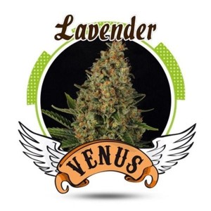 Comprar Lavendel-Venus-Genetik