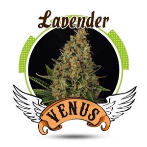 Comprar Lavender Venus Genetics