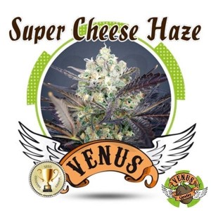Comprar Super Cheese Haze