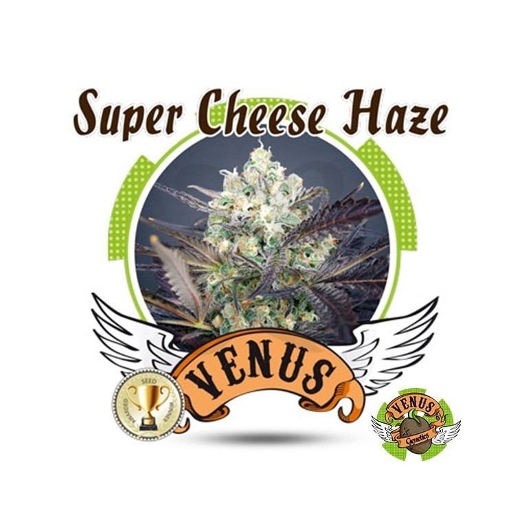 Super Cheese Haze