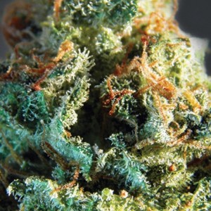 Comprar Silver Haze Vision-Samen