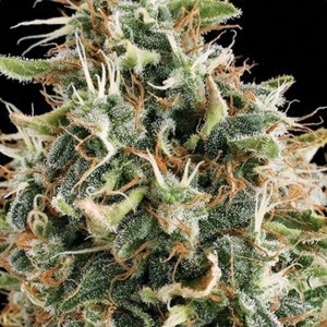 Comprar White Widow Vision-Samen