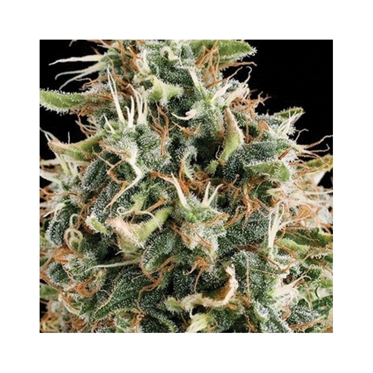 White Widow Vision Seeds