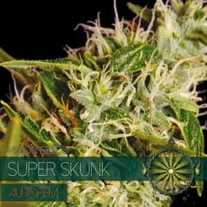 Comprar Super Skunk Autoflowering