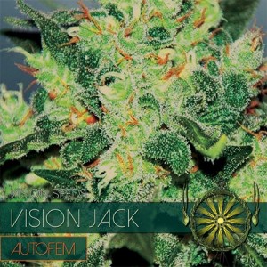 Comprar Vision Jack Autoflowering