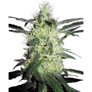 Comprar Silver Haze Regulär