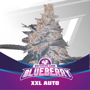 Comprar Blueberry XXL Auto