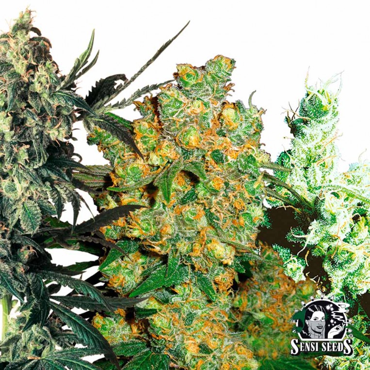 Feminized Mix Sensi Seeds