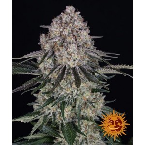 Sour Diesel Barneys Farm