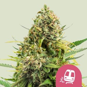 Comprar Trainwreck