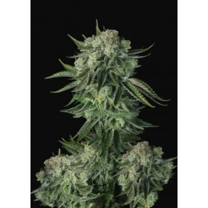 Comprar Moby Dick Auto Fast Buds