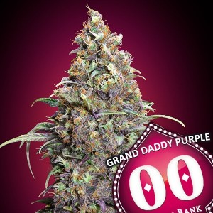 Comprar Grand Daddy Purple 00 Seeds