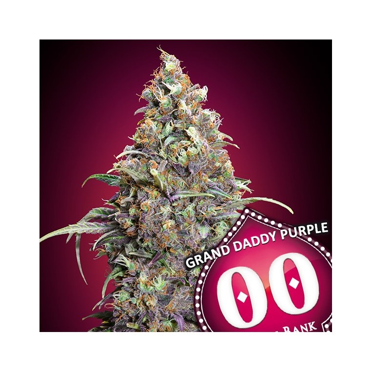 Grand Daddy Purple 00 Samen