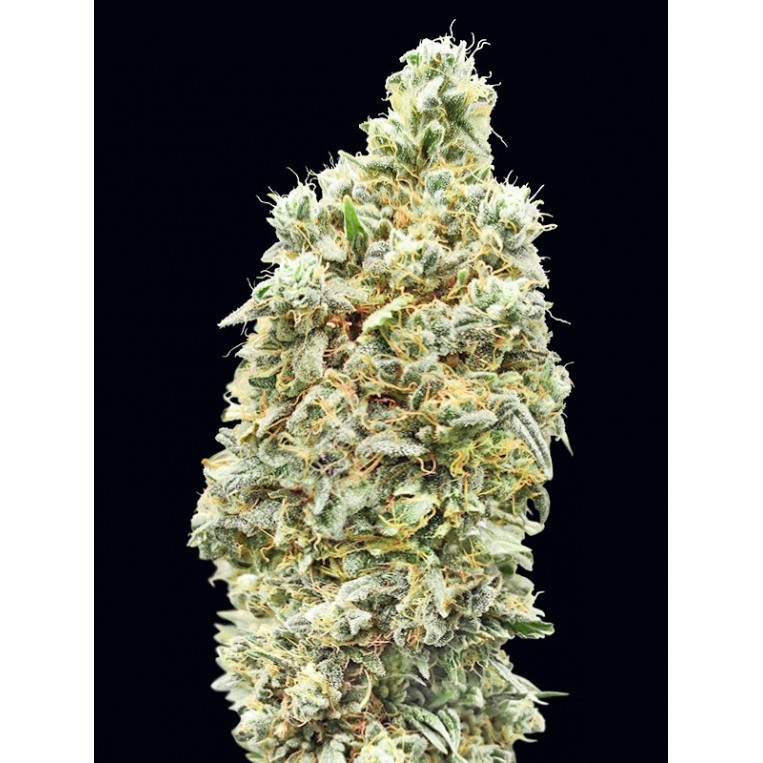 Erdbeerbanane Fast Advanced Seeds