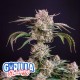 Strawberry Gorilla Auto Einheiten-10