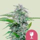 Critical Royal Queen Seeds