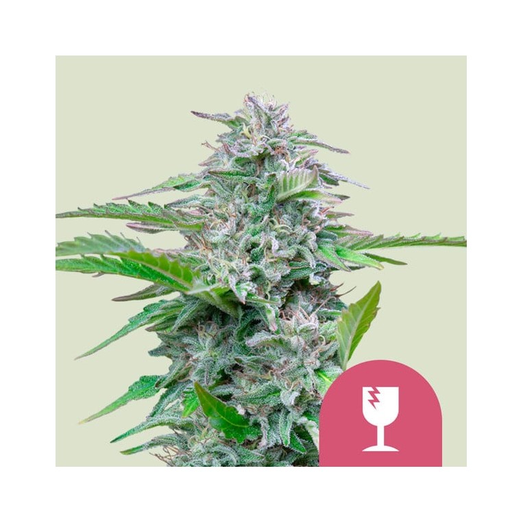 Critical Royal Queen Seeds