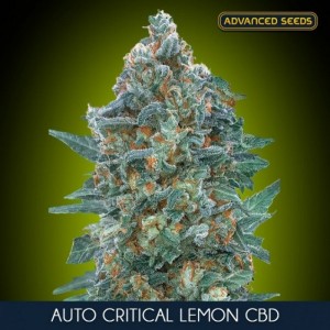 Comprar Auto Critical Lemon CBD