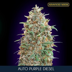 Comprar Auto Purple Diesel