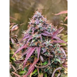 Comprar Grizzly Crinkle Auto