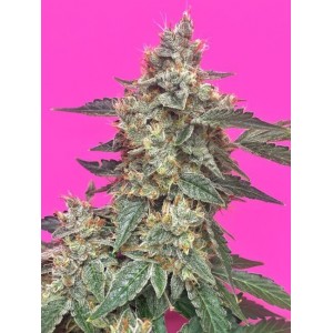 Comprar Tante Ginnys Elixir CBD Auto