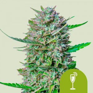 Comprar Mimosa Auto Royal Queen Seeds