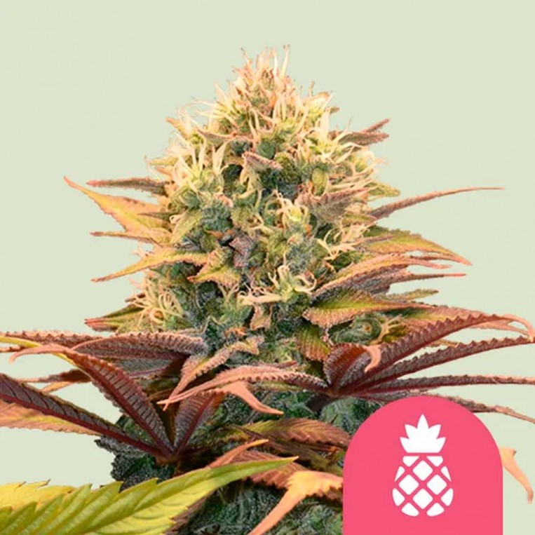 Pineapple Kush