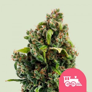 Comprar Candy Kush Fast-Version