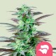 Skunk XL Royal Queen Seeds