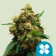 Painkiller XL CBD