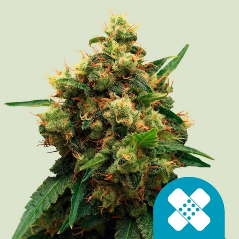 Painkiller XL CBD