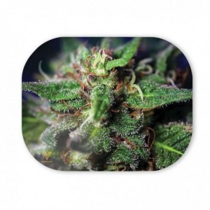 Comprar Vsyndicate Kleiner Magnetdeckel Blue Dream