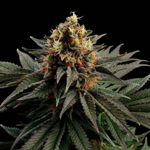 Comprar Sativa-Traum