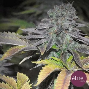 Comprar Early Widow Elite Seeds