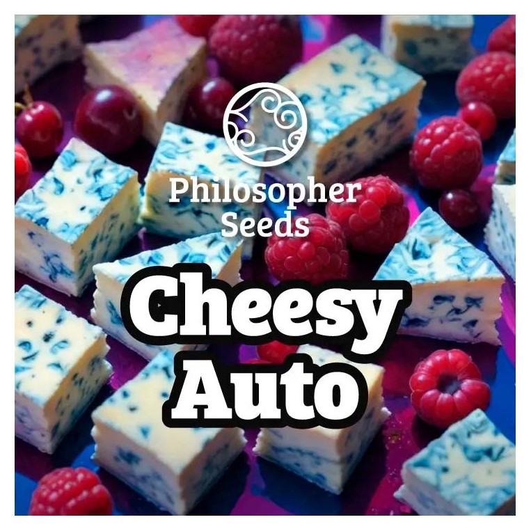 Cheesy Auto