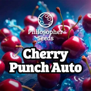 Comprar Cherry Punch Auto