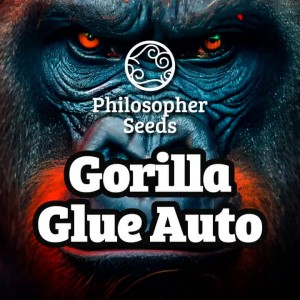 Comprar Gorilla Glue Auto Philosopher Seeds