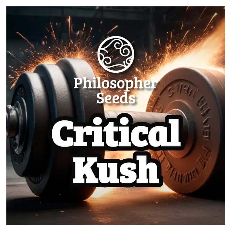 Critical Kush Philosopher Seeds