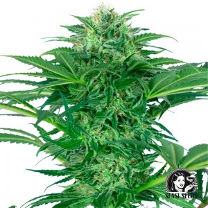 Comprar Skunk Dream CBD